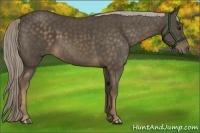 Horse Color:Chocolate Palomino 