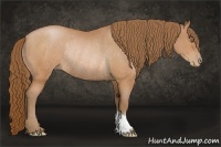 Horse Color:Brown Pearl Rabicano