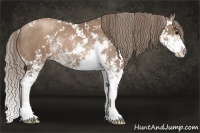 Horse Color:Black Pearl Sabino