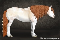Horse Color:Classic Champagne Ice Pearl Onyx Sabino Rabicano