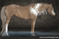 Horse Color:White Spotted Chocolate Palomino