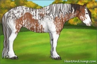 Horse Color:White Spotted Liver Chestnut Splash and Bay Splash Tobiano