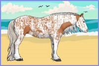 Horse Color:Silver Bay Splash Tobiano and Silver Bay Splash Tobiano