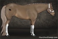Horse Color:Chocolate Palomino 