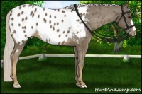 Horse Color:Chocolate Palomino Near Leopard 