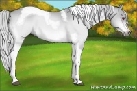 Horse Color:Silver Buckskin Chinchilla Dun Tobiano Frame 