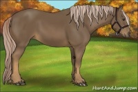 Horse Color:Chocolate Palomino 