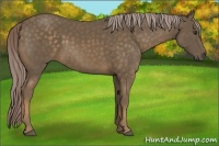 Horse Color:Chocolate Palomino 