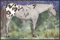 Horse Color:Liver Chestnut Appaloosa 