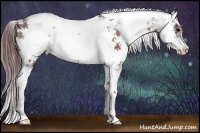 Horse Color:Chocolate Bay Sabino 