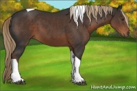 Horse Color:Liver Chestnut Tobiano Rabicano 