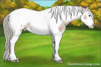 Horse Color:Plaid  Chocolate Palomino Splash Tobiano Appaloosa Rabicano 