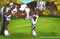 Horse Color:White Spotted Liver Chestnut Varnish 