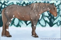 Horse Color:White Spotted Liver Chestnut Sabino Appaloosa 