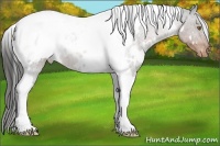 Horse Color:White Spotted Liver Chestnut Tobiano Appaloosa