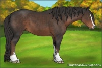 Horse Color:Liver Chestnut Sabino 