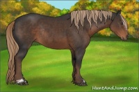 Horse Color:Liver Chestnut Sabino Rabicano