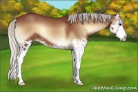 Horse Color:Silver Bay Roan Onyx Splash 