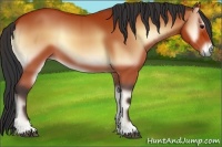 Horse Color:Bay Onyx