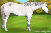 Horse Color:Buckskin Roan Splash Appaloosa Rabicano