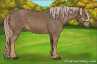 Horse Color:Chocolate Palomino 