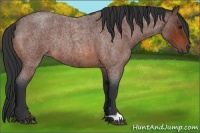 Horse Color:Bay Roan Rabicano 