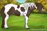 Horse Color:Liver Chestnut Tobiano