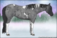 Horse Color:Blue Roan Tobiano 
