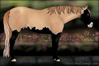 Horse Color:Gold Champagne Splash 