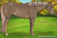 Horse Color:Chocolate Palomino 