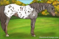 Horse Color:Liver Chestnut Appaloosa