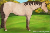 Horse Color:Amber Champagne Roan 