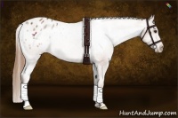 Horse Color:Chestnut Appaloosa 