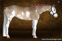 Horse Color:Bay Splash 