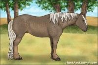 Horse Color:Chocolate Palomino 