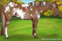 Horse Color:White Spotted Chestnut Rabicano 
