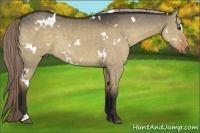 Horse Color:White Spotted Liver Red Dun Sabino 