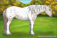 Horse Color:Bay Dun Tobiano Appaloosa 