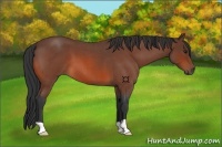 Horse Color:Bay Roan 