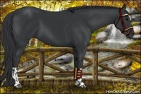 Horse Color:Black  and Black 