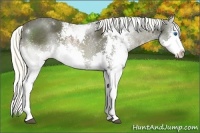 Horse Color:Liver Chestnut Sabino Splash 