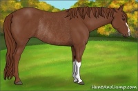 Horse Color:Chestnut Rabicano 