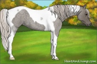 Horse Color:Silver Blue Roan Tobiano