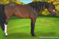 Horse Color:Brown 