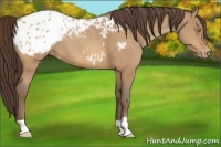 Horse Color:Amber Champagne Appaloosa 