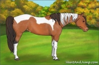 Horse Color:Bay Tobiano Appaloosa 