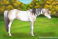 Horse Color:White Spotted Amber Champagne 