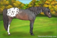 Horse Color:Brown Appaloosa