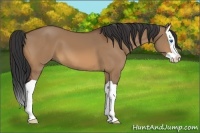 Horse Color:Bay Dun Splash