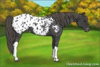 Horse Color:Smoky Black Appaloosa 